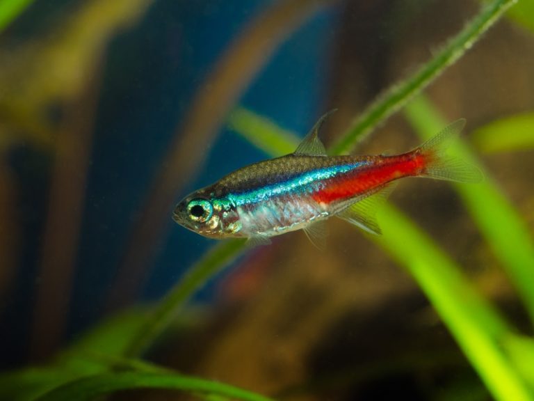 Neon Tetra Lifespan How Long Do They Really Live Aquariumpub