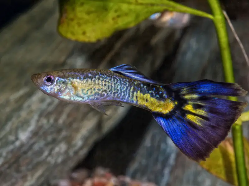 Pregnant Guppy Fish Understanding The Different Stages Of Pregnancy