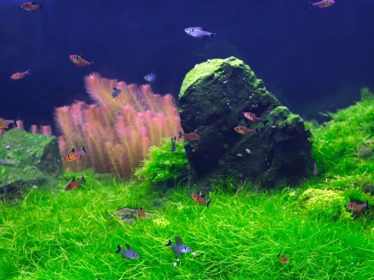 How to Safely Eliminate Pond Algae Without Harming Your Fish