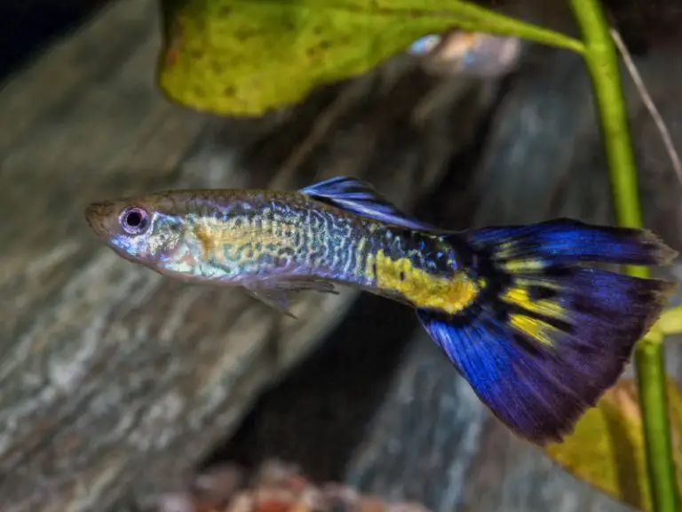 Pregnant Guppy Fish