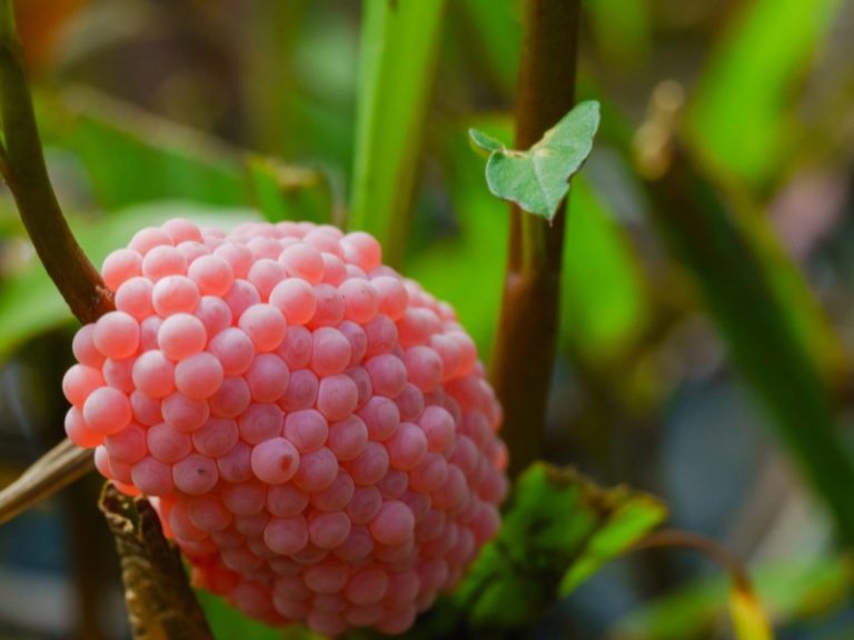How Long Do Snail Eggs Take to Hatch