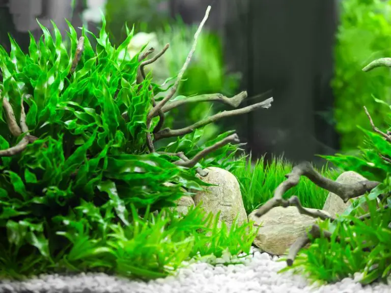 Micro Sword Plant