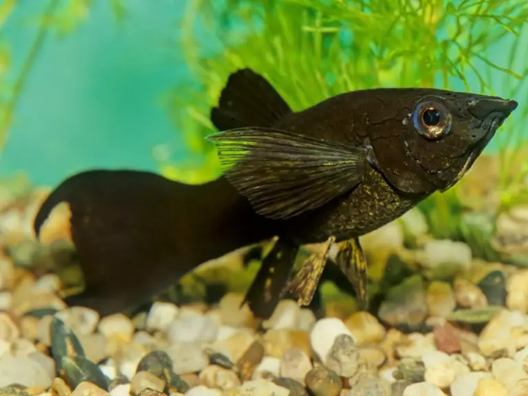 Molly Fish Temperature