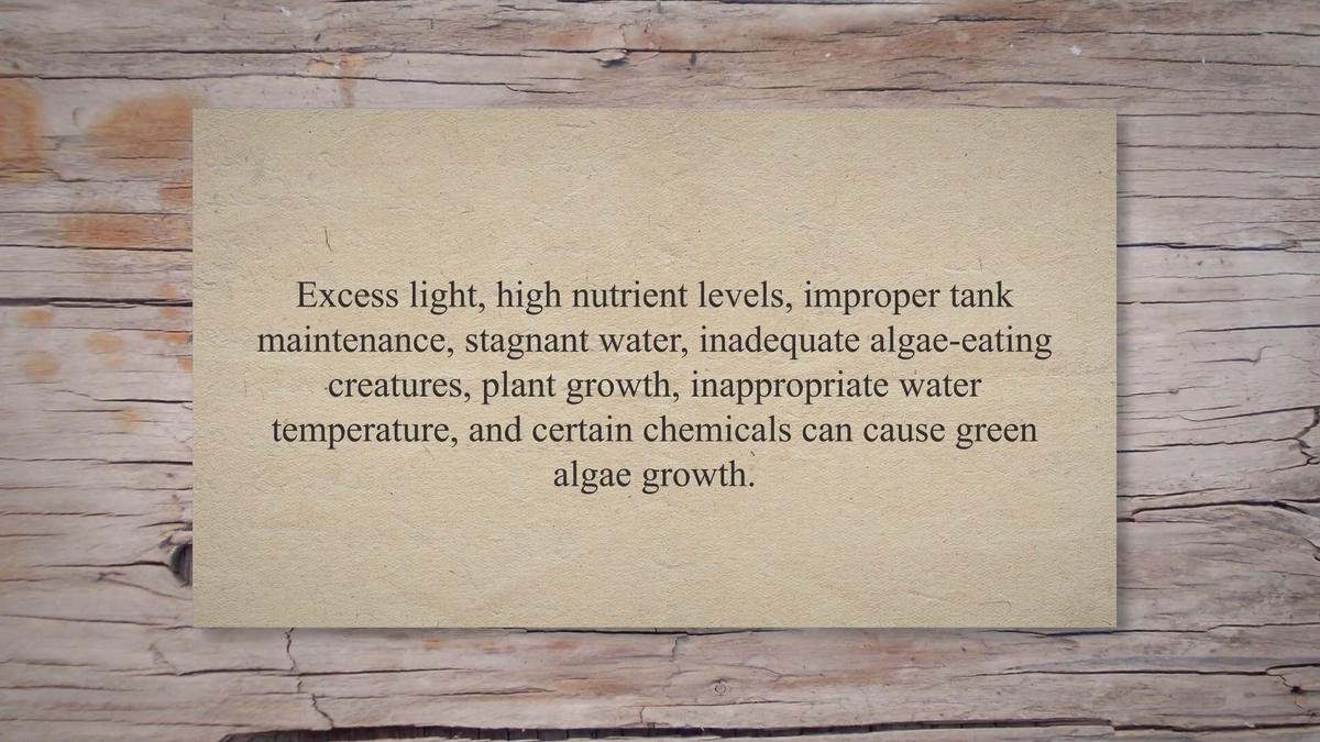 How to remove algae from a fish tank glass Safely and Efficiently