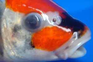 Goldfish Cloudy Eye: Causes, Signs & Treatment - AquariumPub