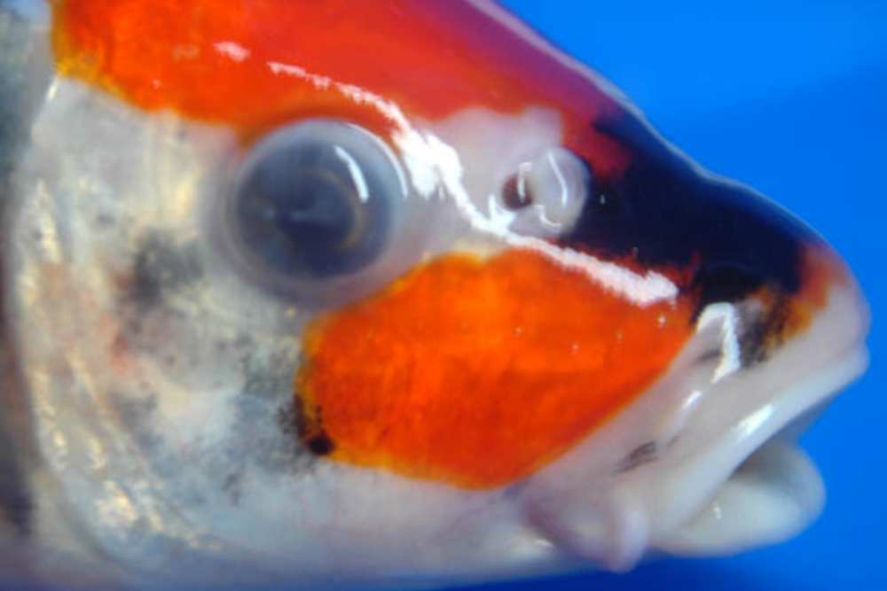 Goldfish cloudy eye