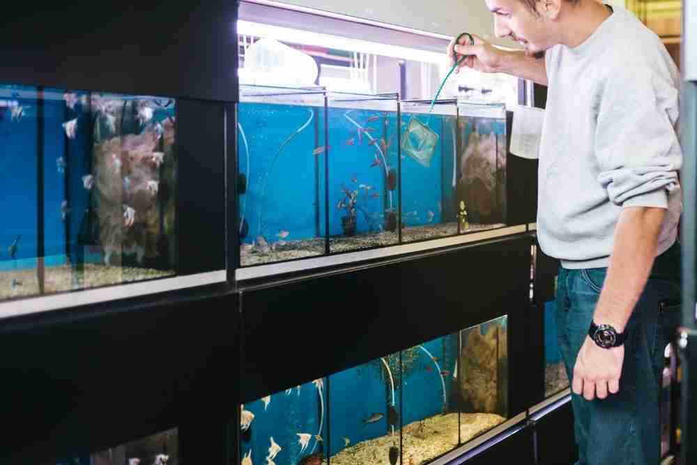 How To Get Rid Of Bacterial Bloom In Aquarium AquariumPub