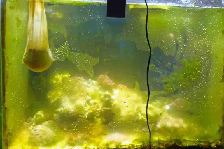How To Remove Algae From Fish Tank Glass