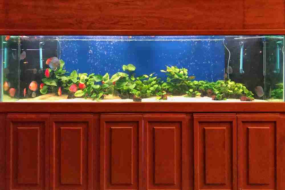 How to setup aquarium in office