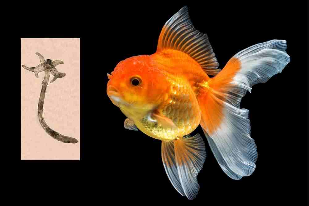 Anchor Worm on Goldfish