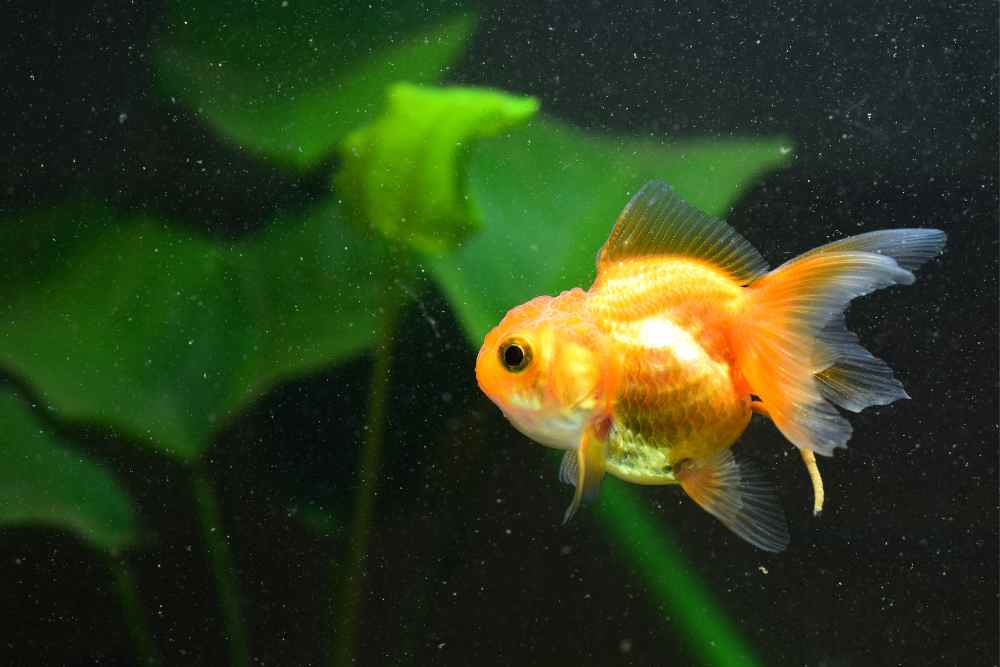 Goldfish Ich