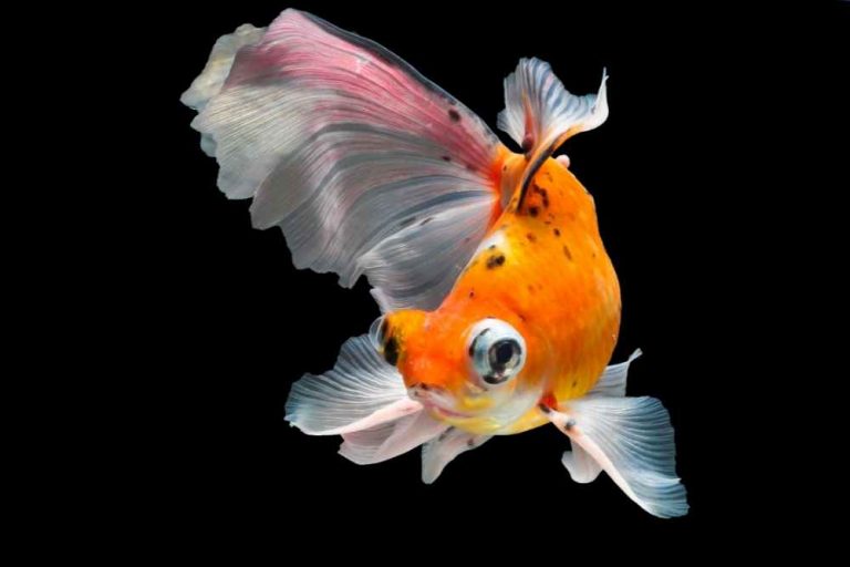 Goldfish Popeye