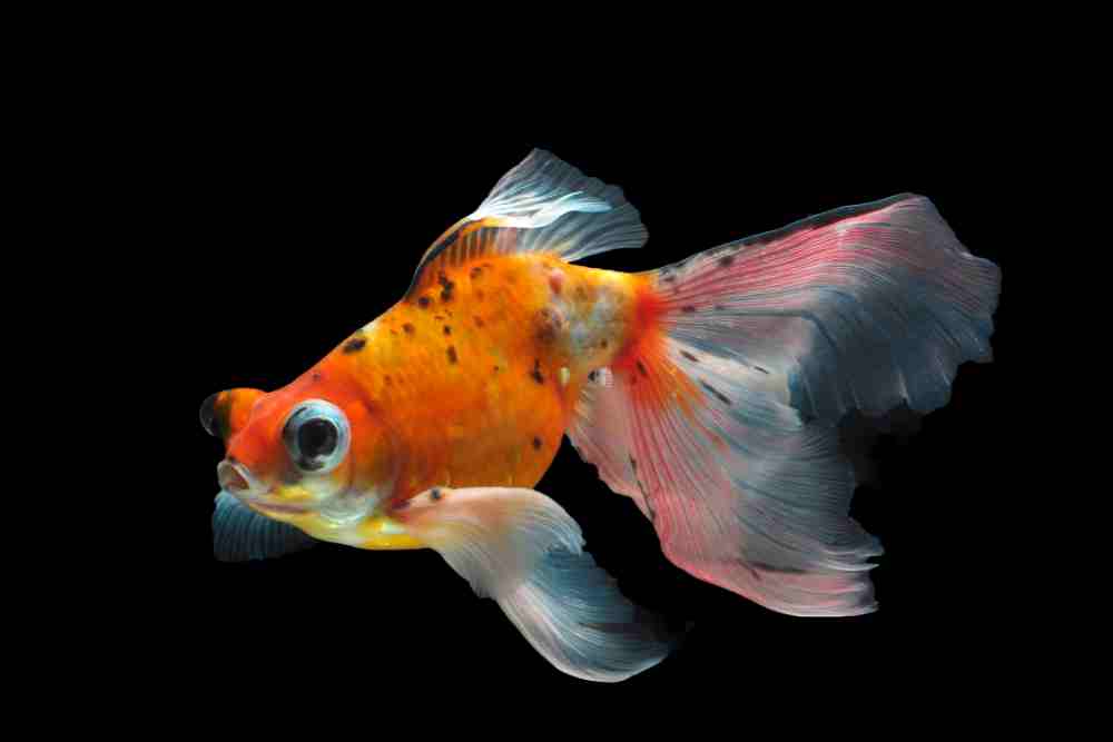 Goldfish Velvet Disease