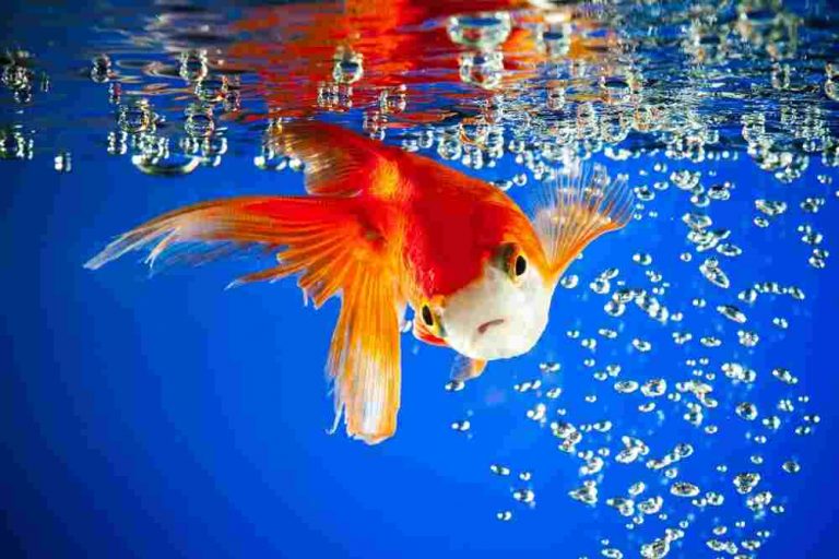 Swim Bladder Disease in Goldfish