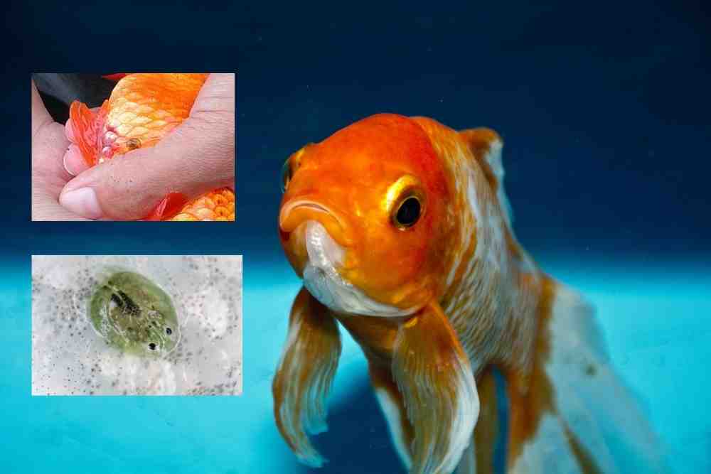 Fish Lice on Goldfish