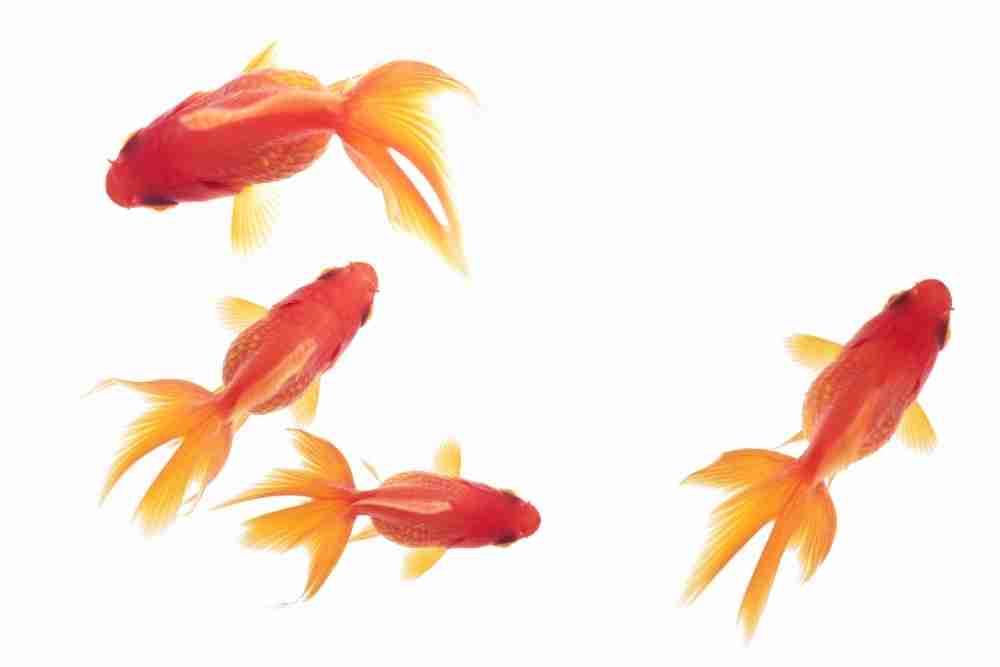 How Big Do Goldfish Get