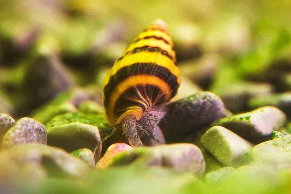 Do Assassin Snails Kill Mystery Snails