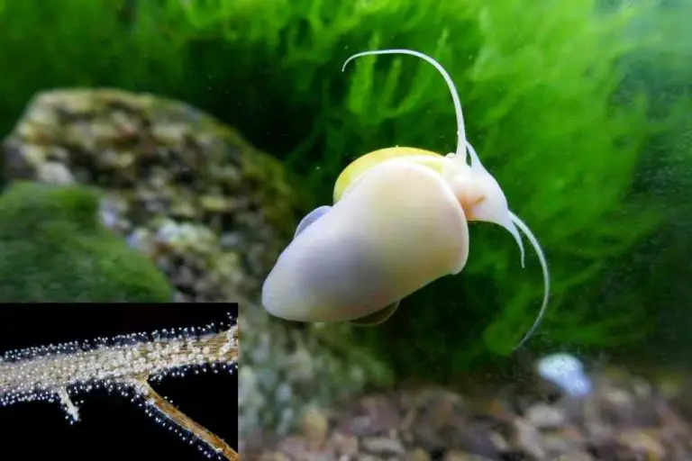 Do Mystery Snails Eat Fish Eggs