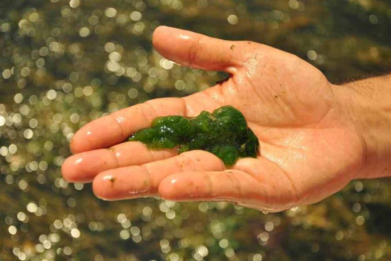 How To Get Green Algae Off Aquarium Glass