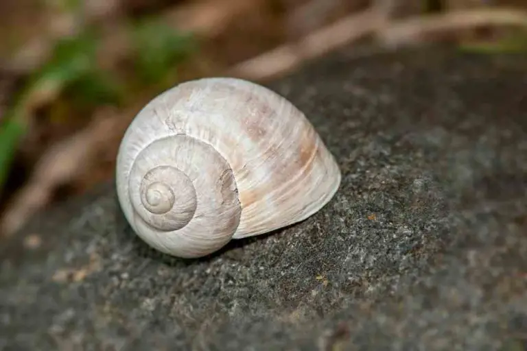 Mystery Snails Shed Their Shell