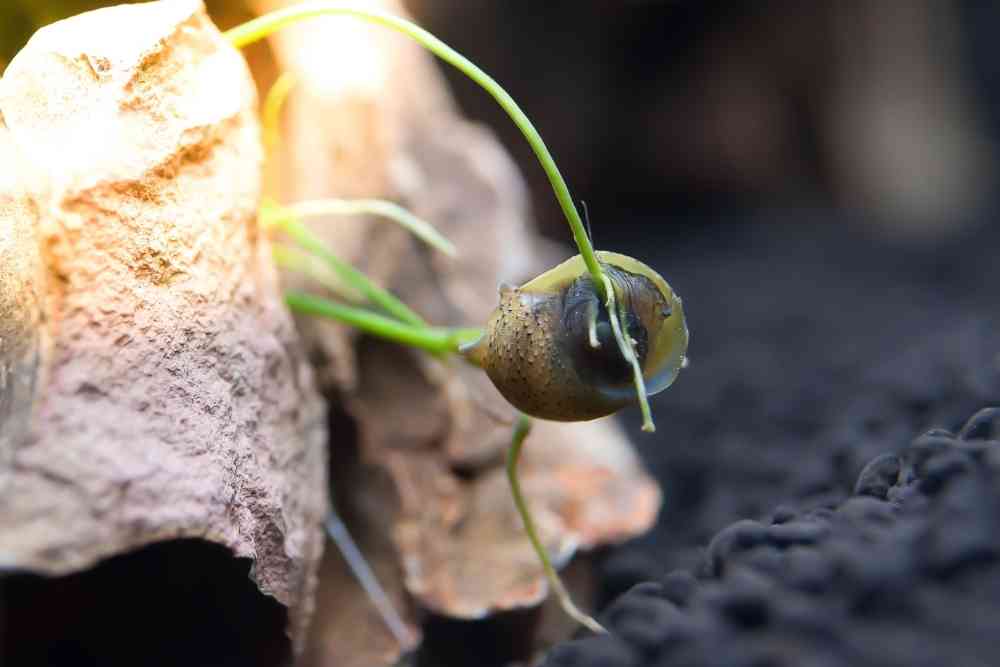 Mystery Snail Not Moving