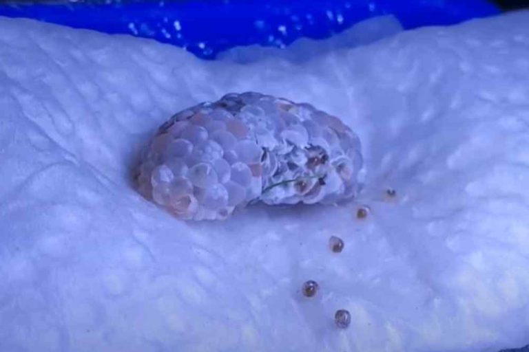 Why Do Mystery Snail Eggs Fall in Water