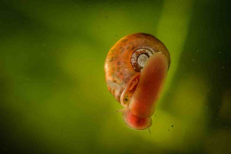 Why Do Aquarium Snails Escape