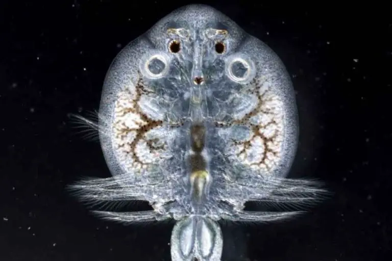 How To Get Rid Of Fish Lice On Goldfish AquariumPub