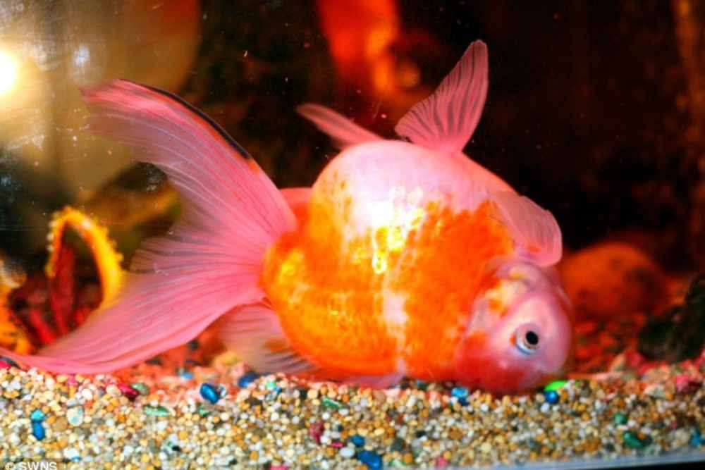 Goldfish swim bladder disorder