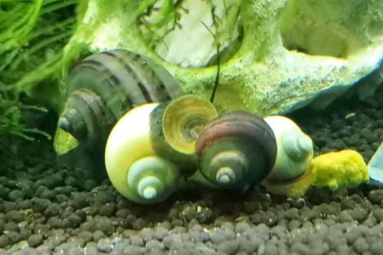 Why Are Mystery Snails Stuck Together