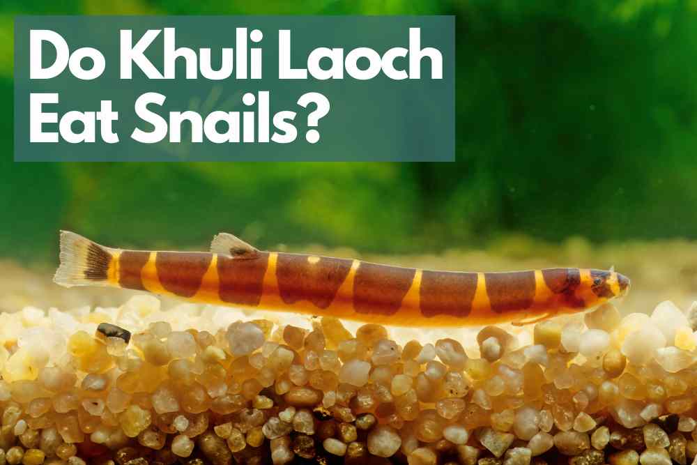 Do Khuli Laoch Eat Snails