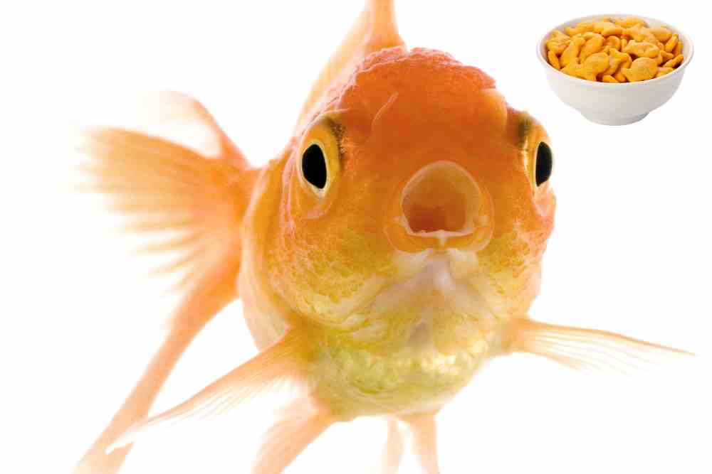 Can goldfish eat oatmeal