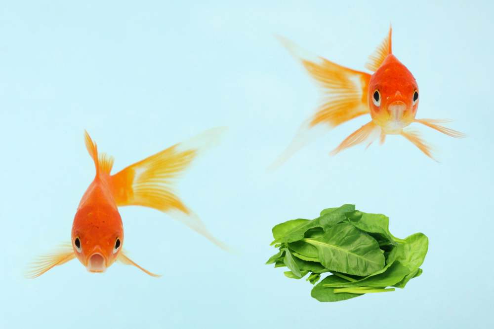 Can goldfish eat spinach