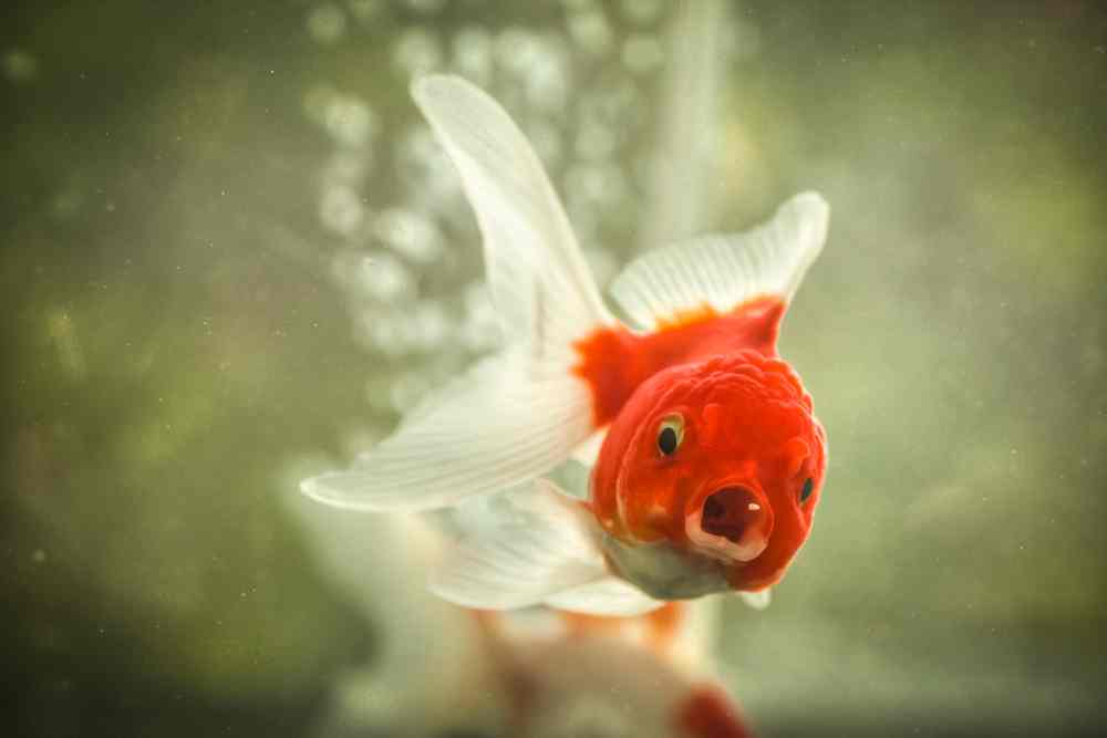 Goldfish Swimming on its Side