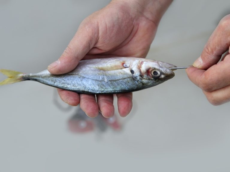 Artificial Vs. Live Bait Which One Is Better? AquariumPub