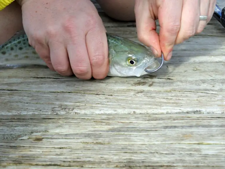 Saltwater Fishing Natural And Live Bait Guide AquariumPub