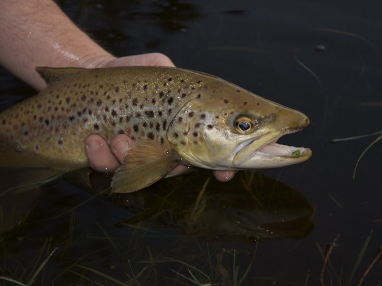 Brook Trout Vs Brown Trout