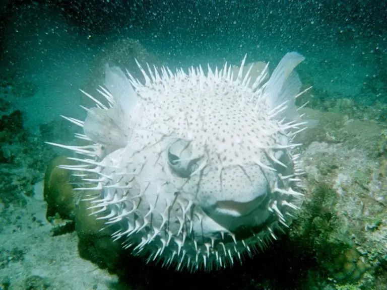 10 Types Of Pufferfish [Complete Guide] - AquariumPub