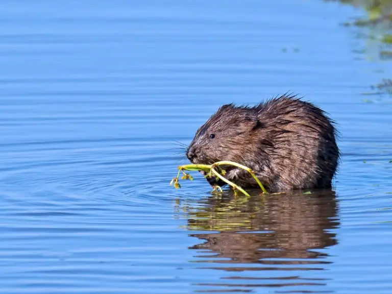 Do Muskrats Eat Fish