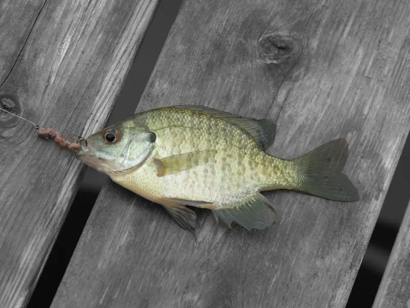 Does Fishing Hurt Fish? AquariumPub