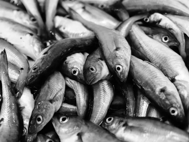 Does Whiting Fish Have Bones