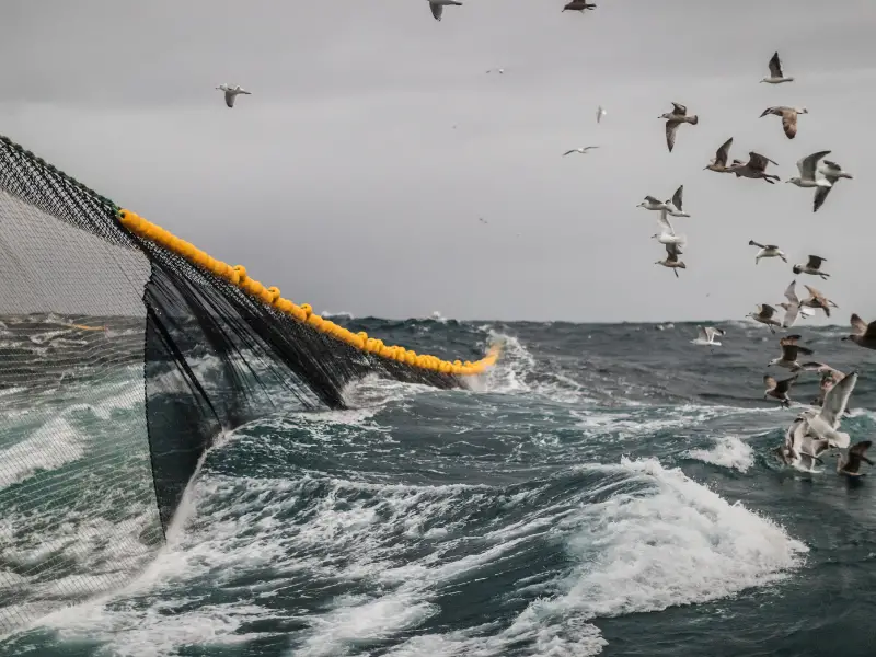 How Big Is The Fishing Industry In The US? AquariumPub