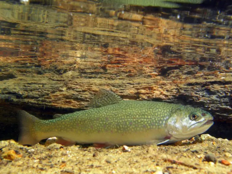 Brook Trout Vs Brown Trout: 5 Important Differences - AquariumPub