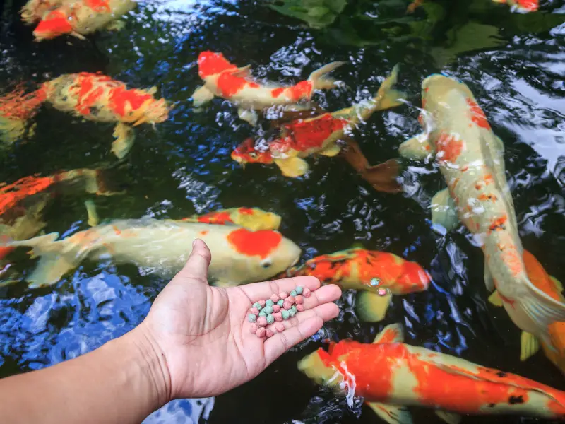 How Do Fish Get Into Ponds? AquariumPub