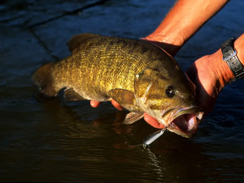 How Do You Fish for Smallmouth Bass in the Fall