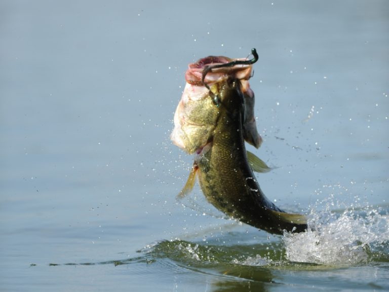 What Does A Bass Look Like? AquariumPub