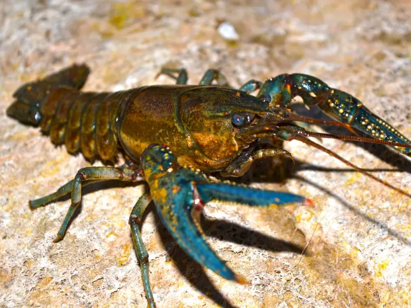 How To Keep Crawfish Alive - AquariumPub