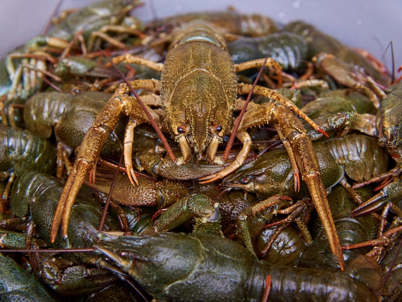 How to Keep Crawfish Alive Overnight 