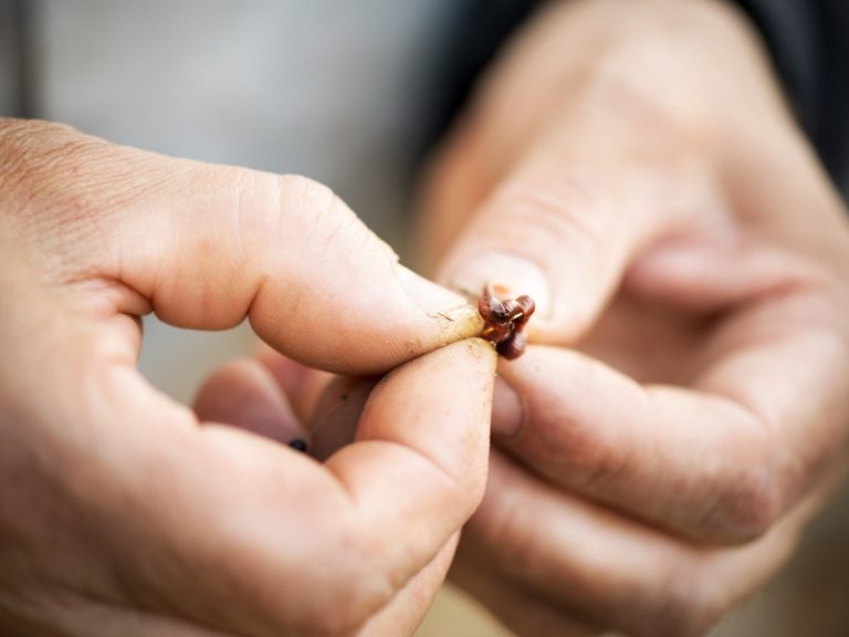 How to Put a Worm On a Hook