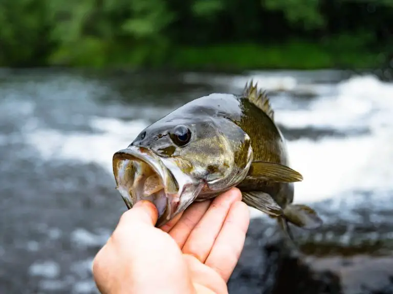 Late Fall Smallmouth Patterns